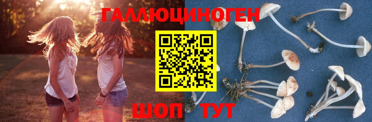 Галлюциногенные грибы Cubensis  Вход с VPN  Галлюциногенные грибы Psilocybine cubensis  Углич 
